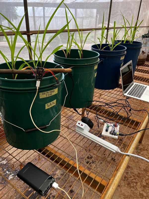 温室内的四个玉米栽培器。一棵植株的传感器插入土壤中，与一台笔记本电脑相连。