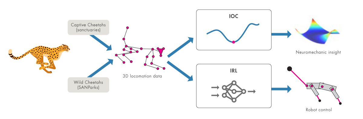 示意图：如何使用圈养和野生猎豹的三维运动数据，通过逆最优控制和强化学习获得神经力学洞察力和机器人控制。