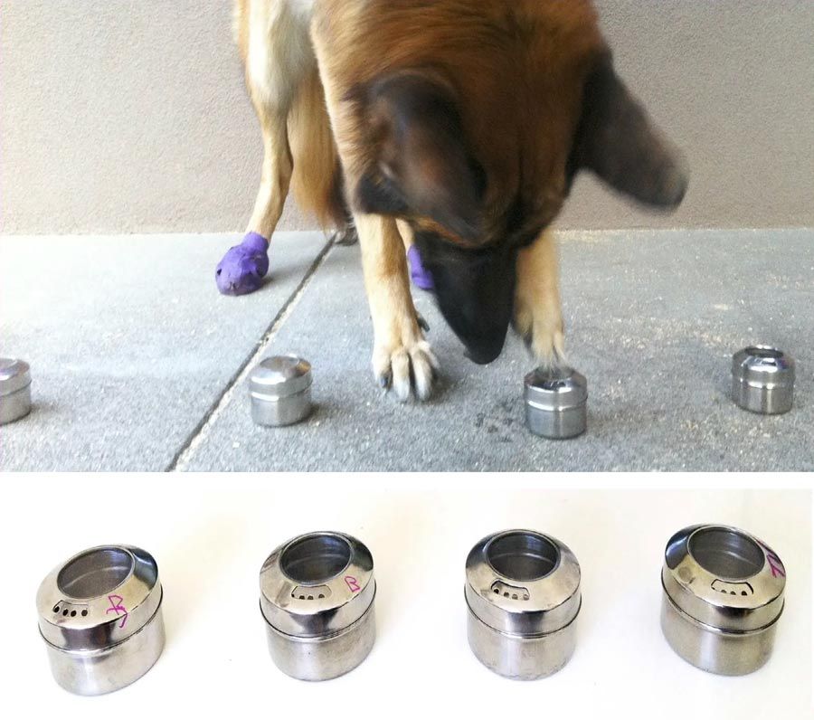 A dog is shown with a line of four metal containers. The dog is touching one of the containers with its paw, indicating that it detected the scent it was trained to find. 