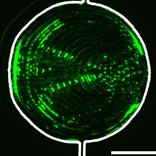 Magnified image of one micrometer particle.