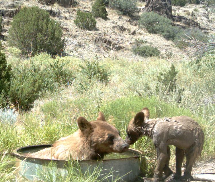 Figure 2. A mother bear and her cub, captured by camera 28.