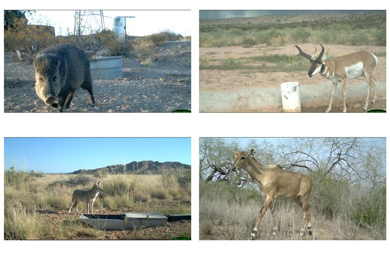 Figure 4. Example trail camera images. Clockwise from bottom left: coyote, javelina, pronghorn, and nilgai.
