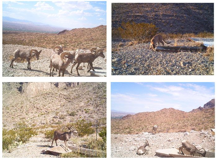 Figure 8. Classification of previously unclassified images from the Armendaris ranch. The upper images are classified by the CNN as bighorn sheep and puma, evidently correctly.  The lower images are also classified as bighorn sheep and puma, apparently incorrectly.