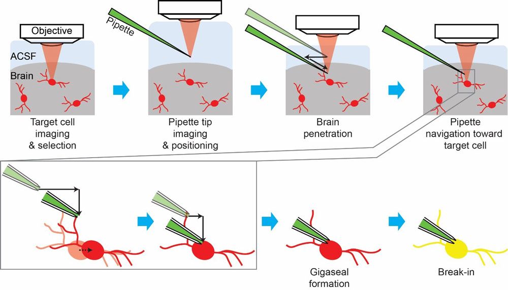 Figure 2. Stages in the cell-targeted patch-clamping process. ACSF = artificial cerebrospinal fluid; red = fluorescent cells; green = patch pipette filled with fluorescent dye; light red = laser for two-photon imaging; black solid arrows = pipette movements; black dotted arrow = cell movement; yellow = target cell filled with the fluorescent dye from the pipette.