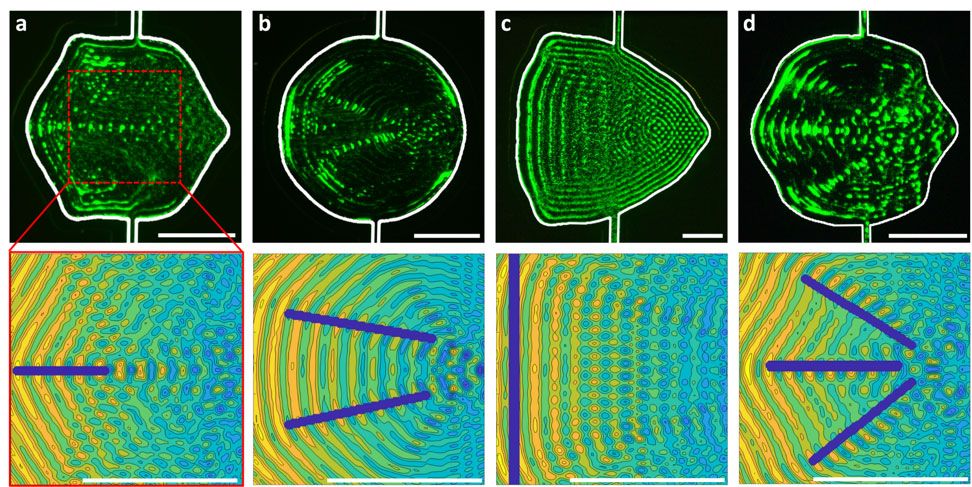 Figure 6. Bottom: Regions drawn in Microsoft Paint (purple) superimposed on the simulated acoustic field needed to aggregate particles in those regions. Top: Resulting patterns of suspended polystyrene particles in a fabricated microfluidic device.