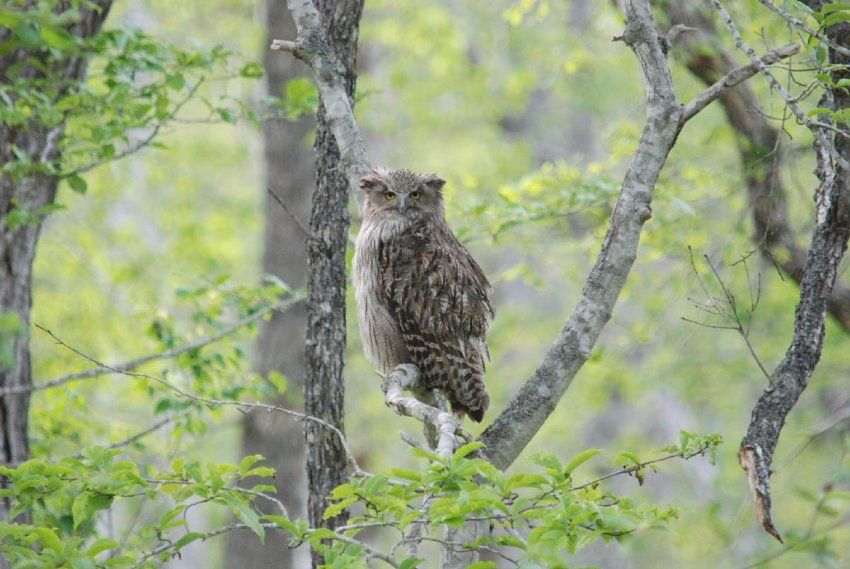 Figure 1. A Blakiston’s fish owl. This is the largest species of owl (Photo credit: Wild Bird Society of Japan)