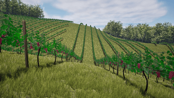 Rolling Vineyard