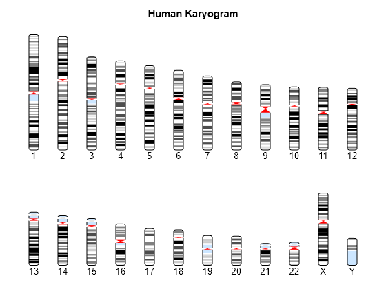 Figure contains an axes object. The hidden axes object with title Human Karyogram contains 1088 objects of type patch, line, text.