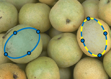 Blue ellipse ROI and yellow and blue dashed ellipse ROI on an image of pears with visible vertex markers