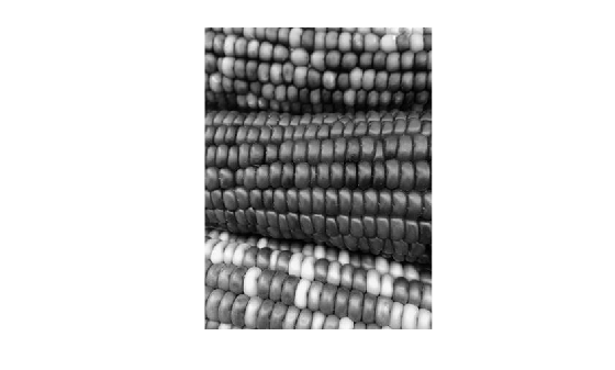 Figure contains an axes object. The hidden axes object contains an object of type image.