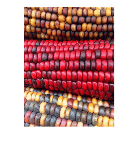 Figure contains an axes object. The hidden axes object contains an object of type image.