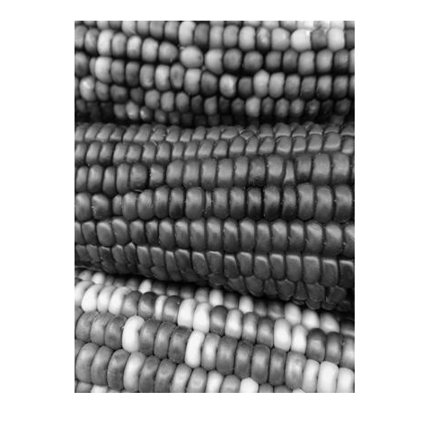 Figure contains an axes object. The hidden axes object contains an object of type image.