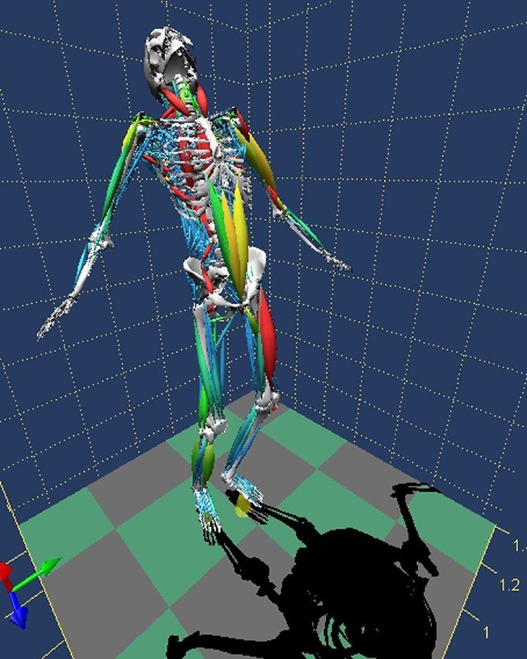 biomechanics-of-bodies