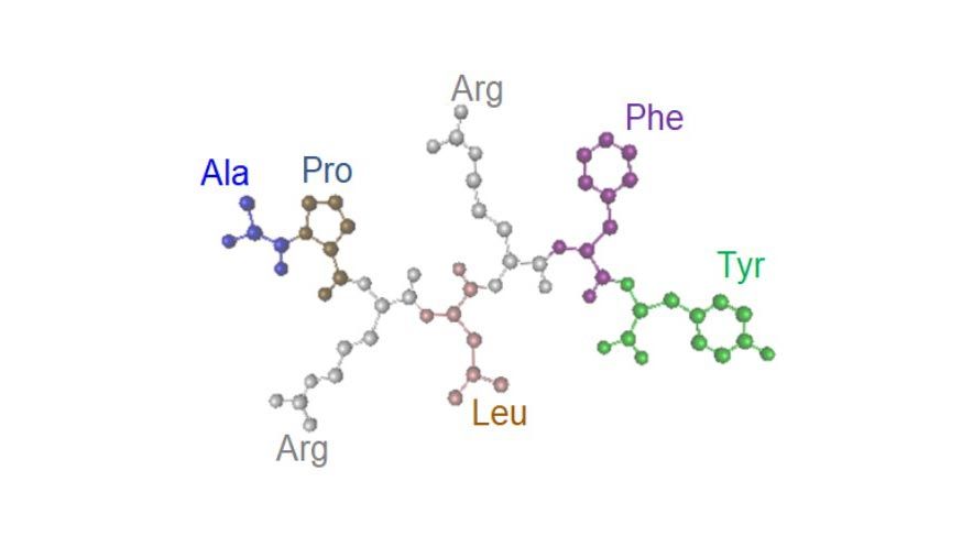 在一个简化的模型中，使用基于门的量子处理器研究具有七个氨基酸的神经肽 APRLRFY 的折叠过程。 